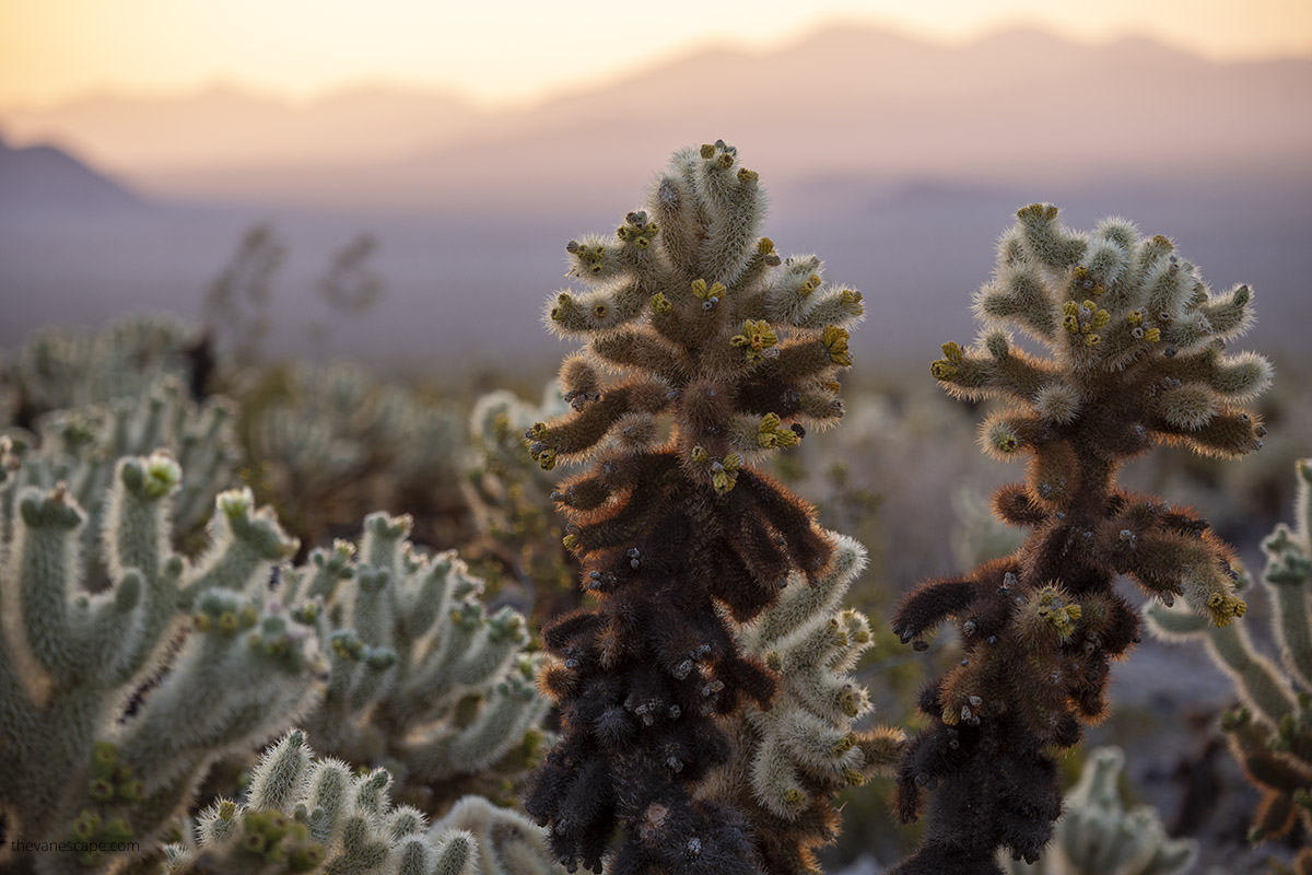 Sunset over cholla cacti.