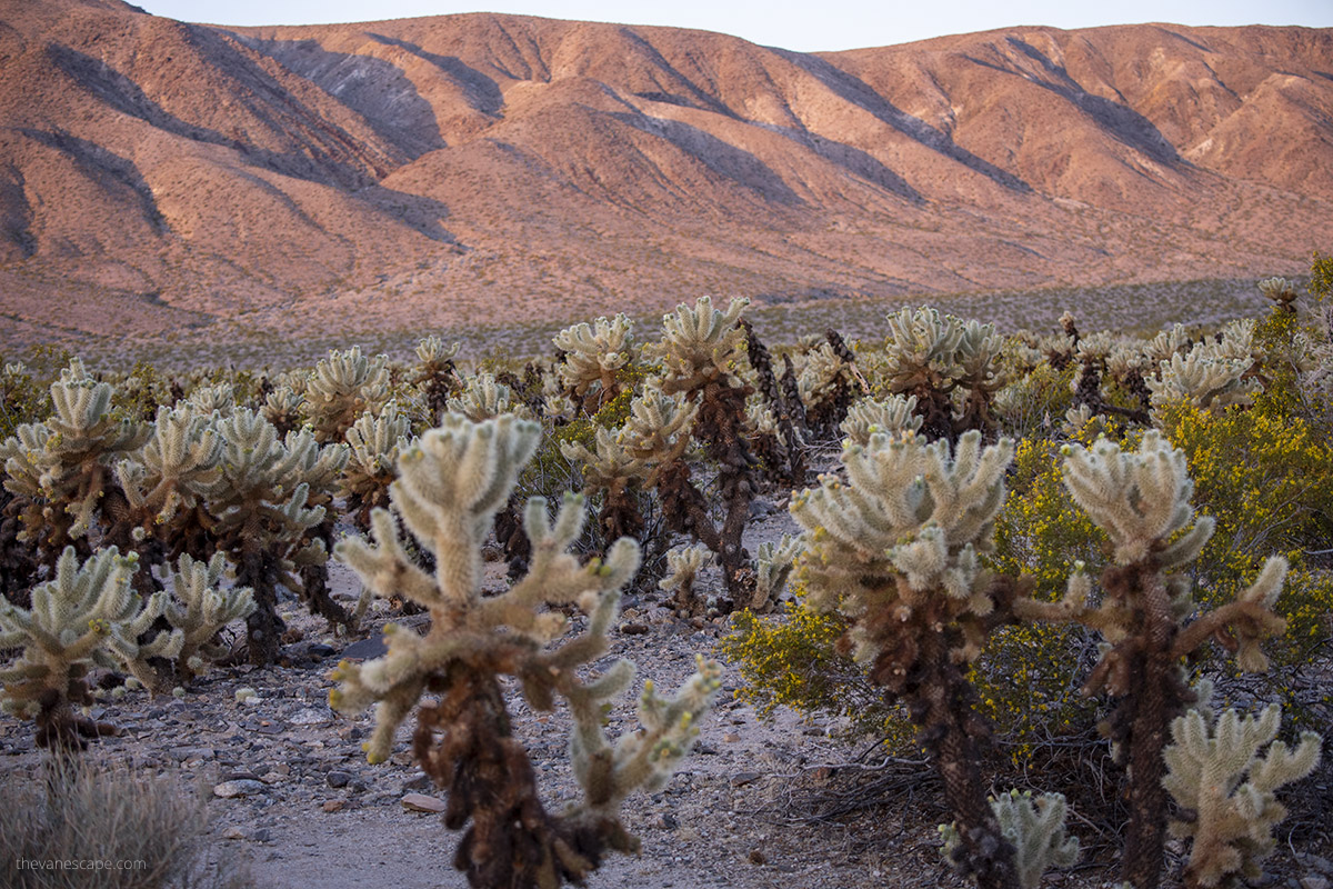 Cholla cactus with mountains in the backdrop during sunset.