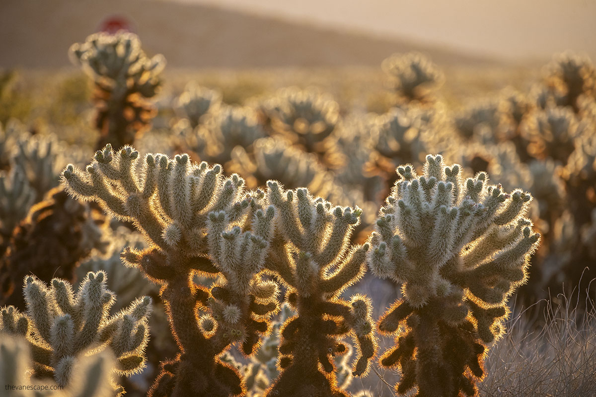 Cholla cactus Garden in sun during surise.