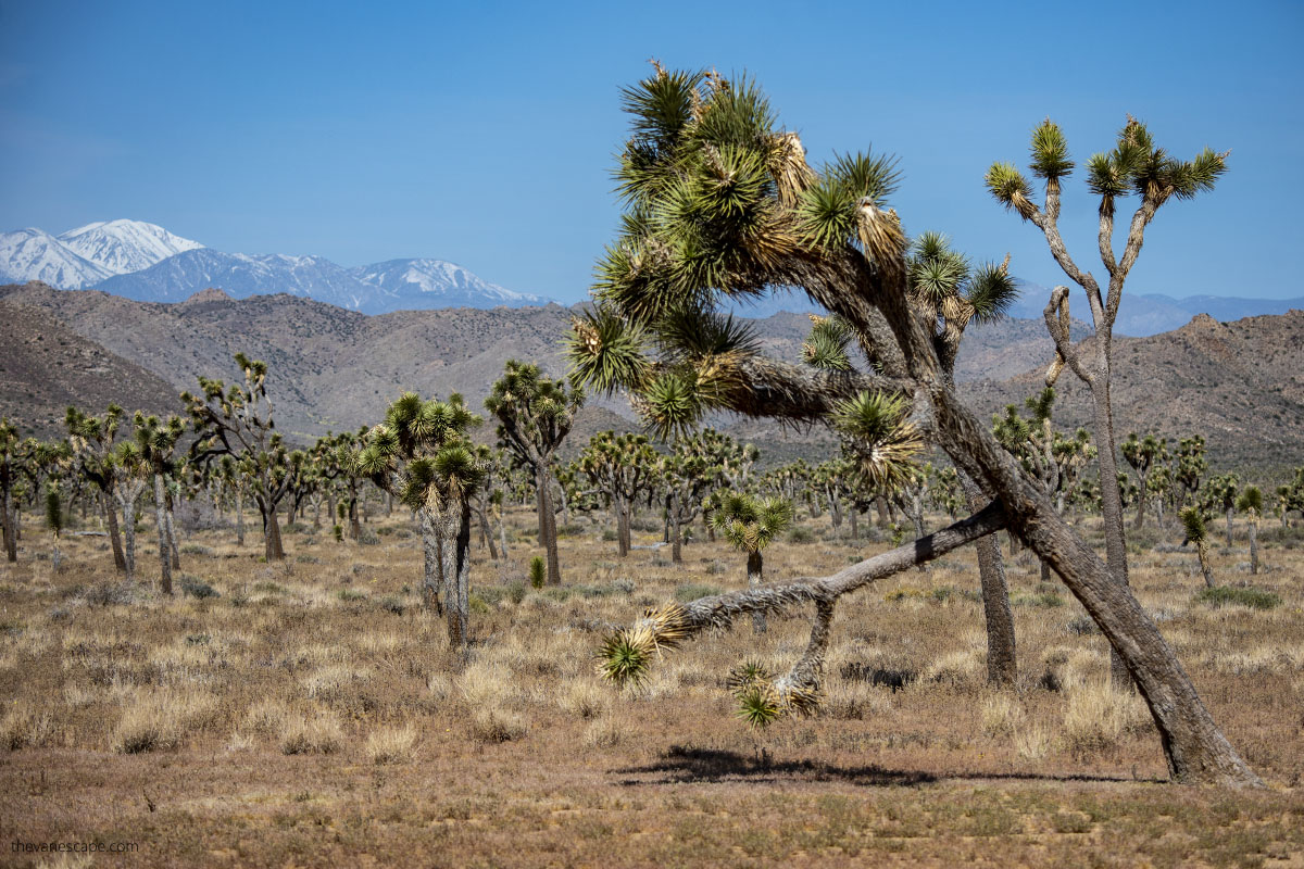 Joshua Tree National Park with mountains in the backdrop.