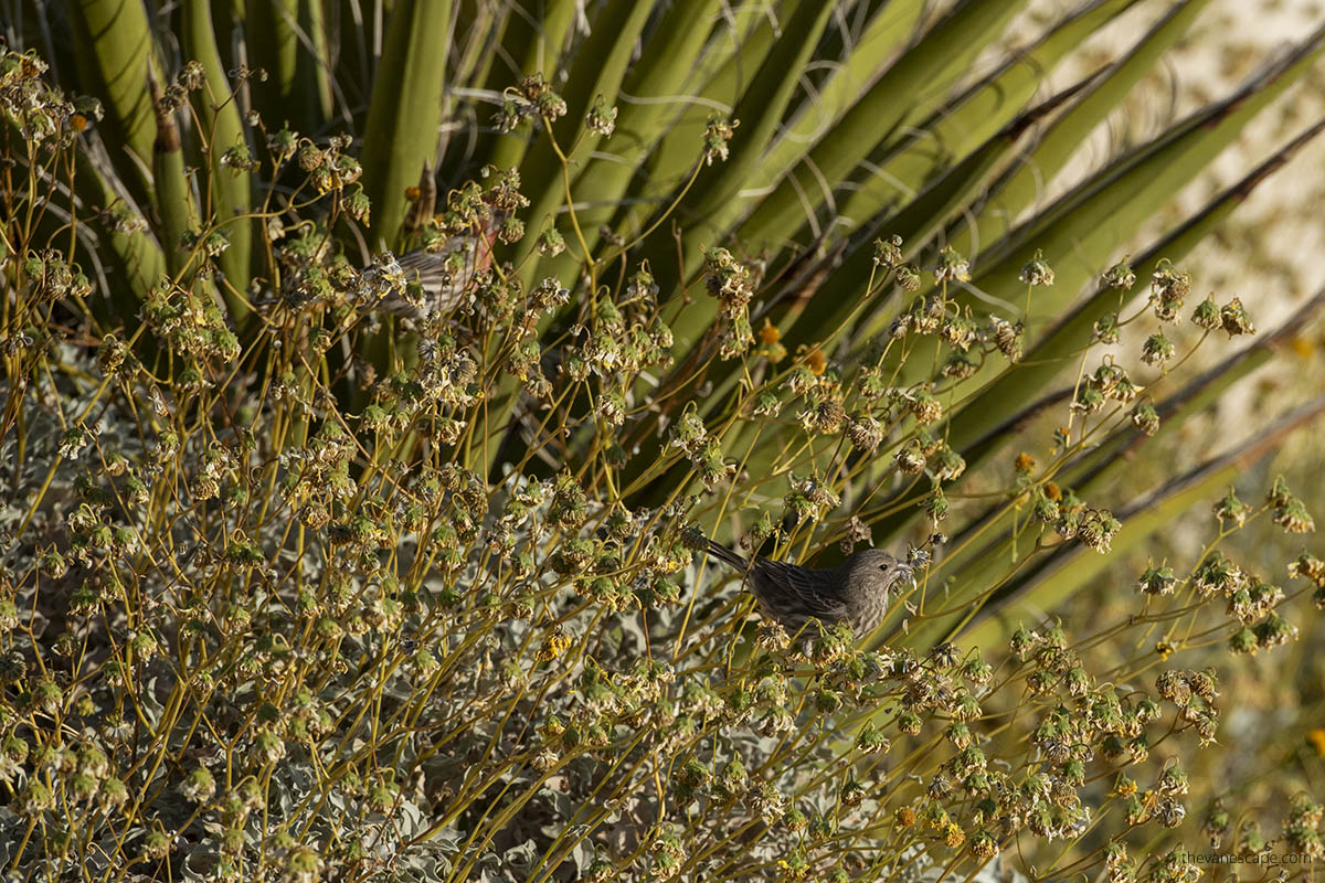 Bird watching in Joshua Tree.