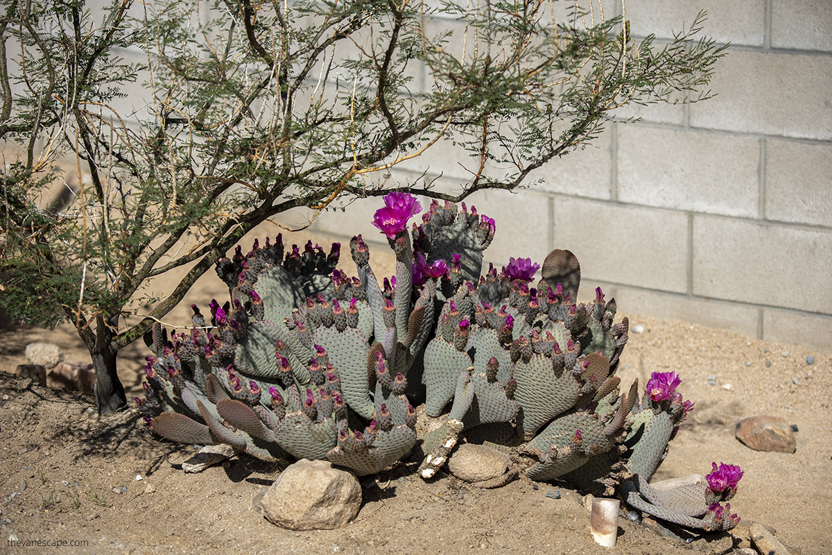 Blooming purple cacti.