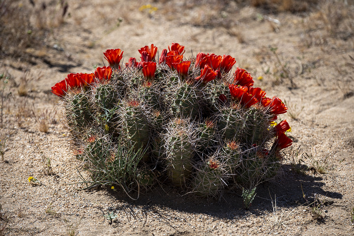 Blooming cacti on desert in Joshua Tree.