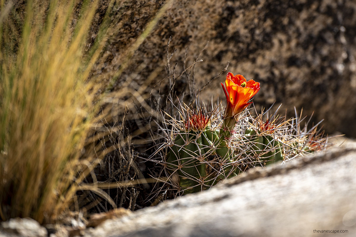 Blooming desert cacti.