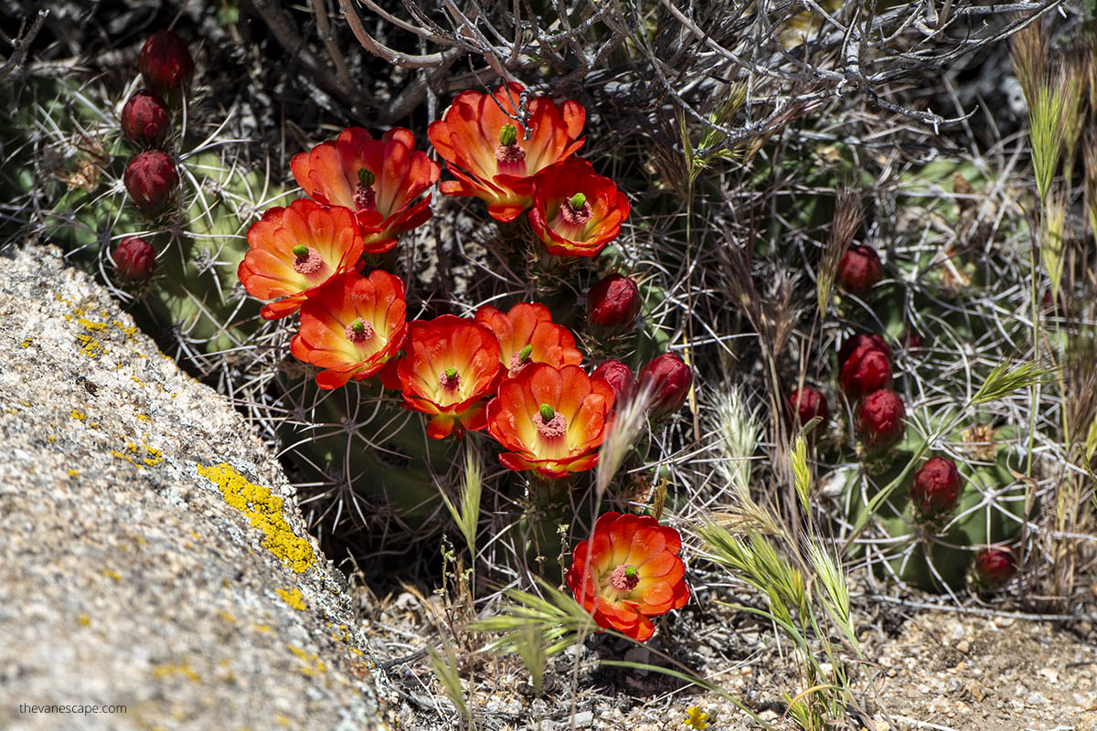 blooming red cacti on a trail in Joshua Tree.