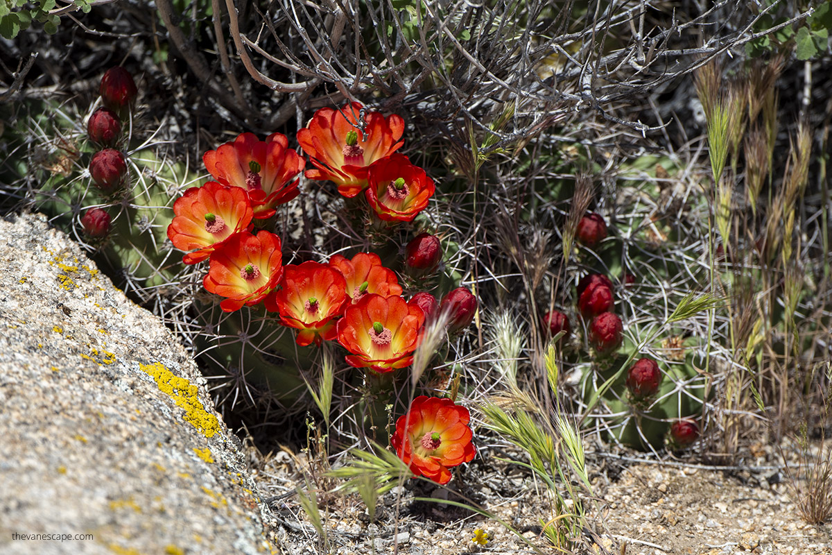 Red blooming cacti on an Californian desert near Josua Tree Town.