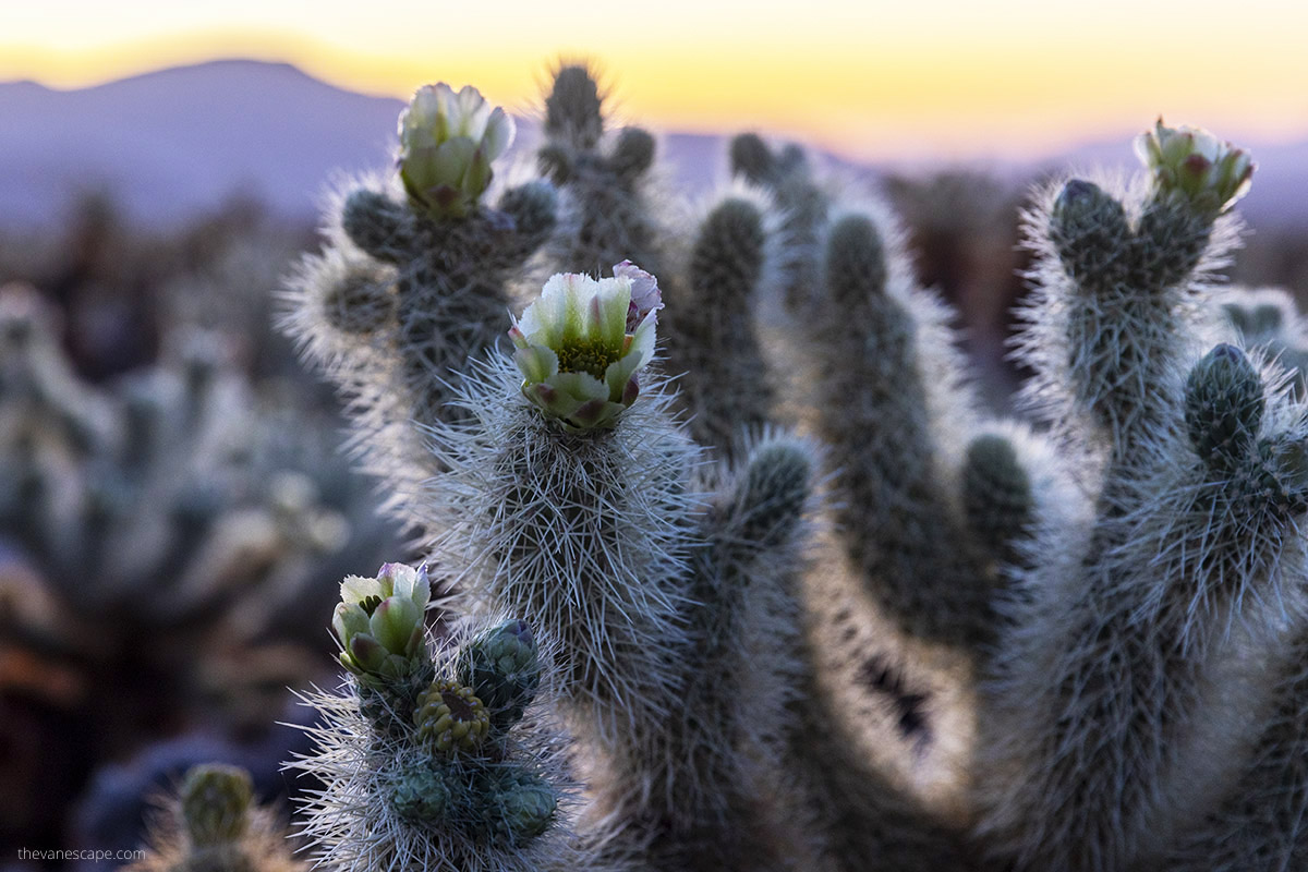 Blooming desert cacti in Joshua Tree Cholla Cactus Garden.