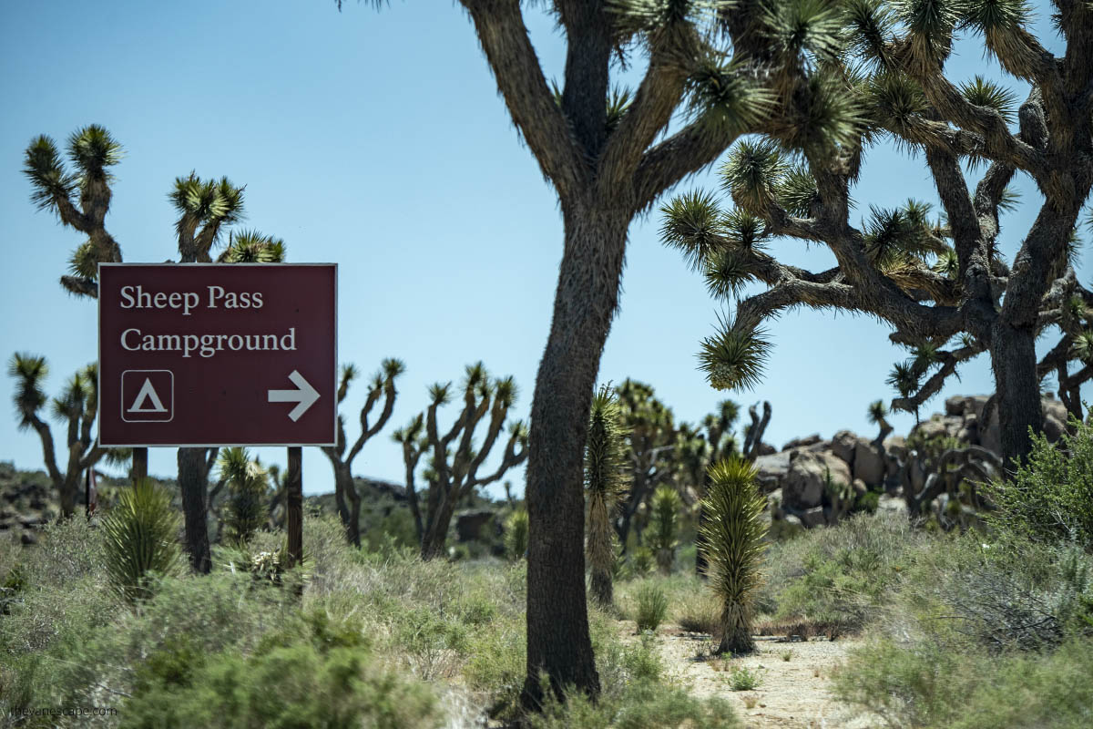 Campground in Joshua Tree. 