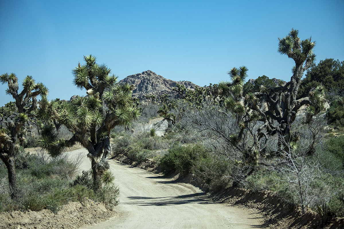 Geology Tour Road in Joshua Tree.