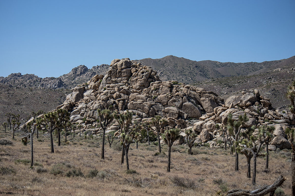 Boy Scout Trail in Joshua Tree National Park.