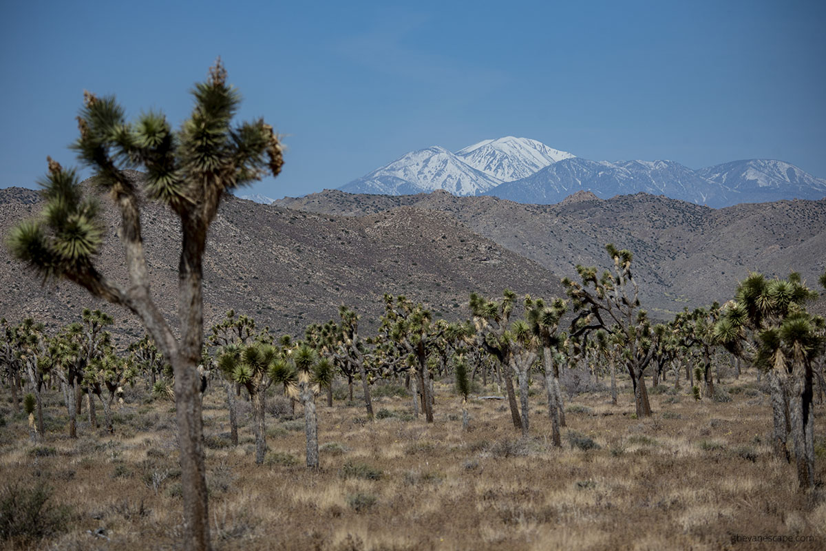 Joshua trees with mountain views.