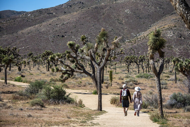 Things To Do in Joshua Tree National Park: Activities and Spots