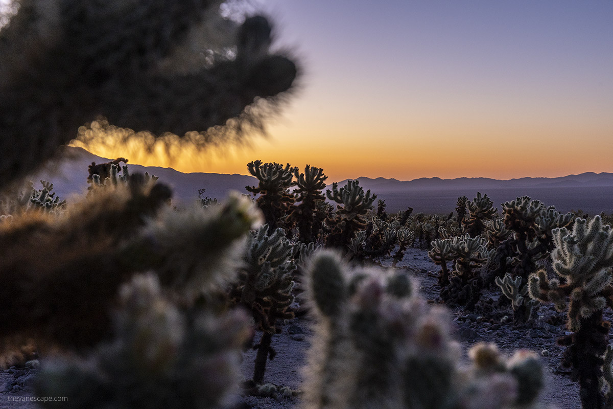 Sunset in Cholla Cactus Garden - one of the best photo spots in Joshua Tree.