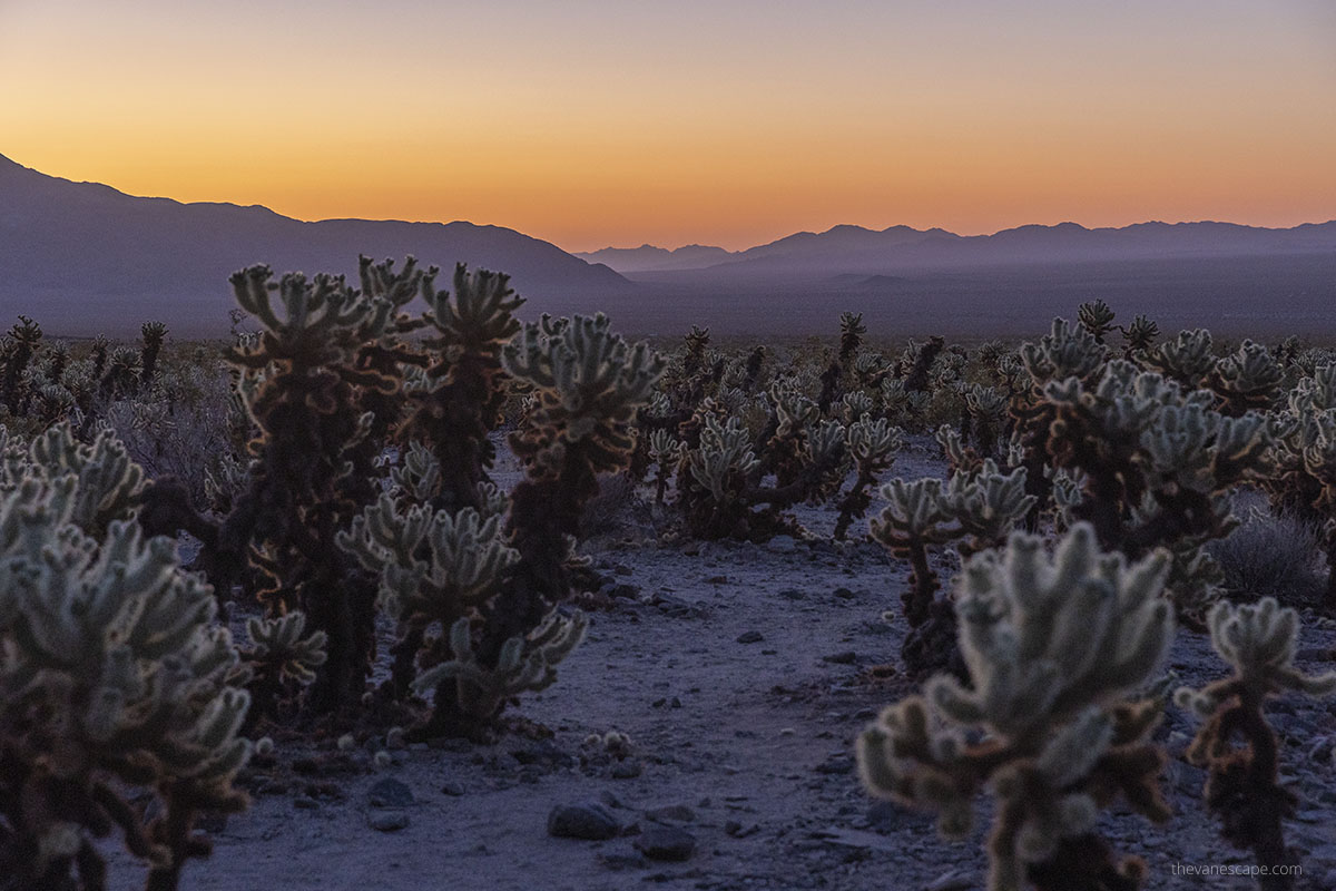 Sunset in Joshua Tree National Park.