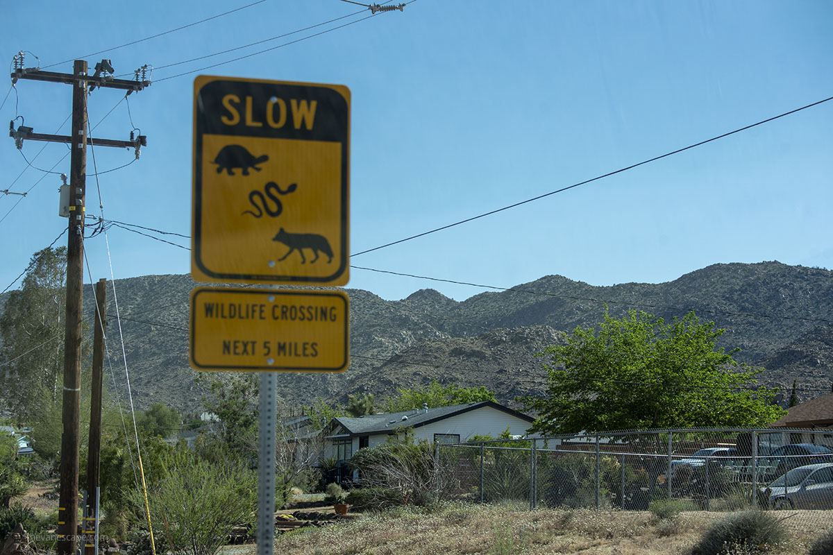 Wildlife crossing in Joshua Tree.