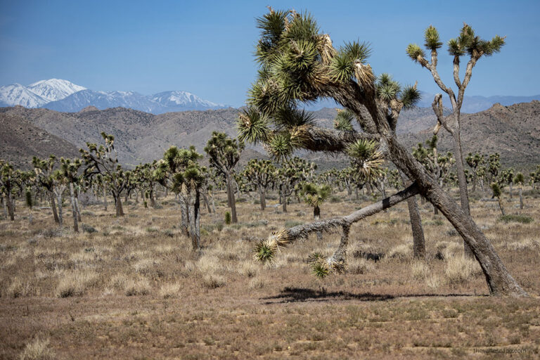 Tips For Planning a Trip To Joshua Tree National Park