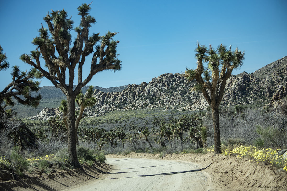 Joshua trees in park.