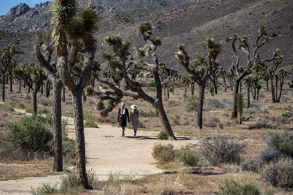 Hiking in Joshua Tree.