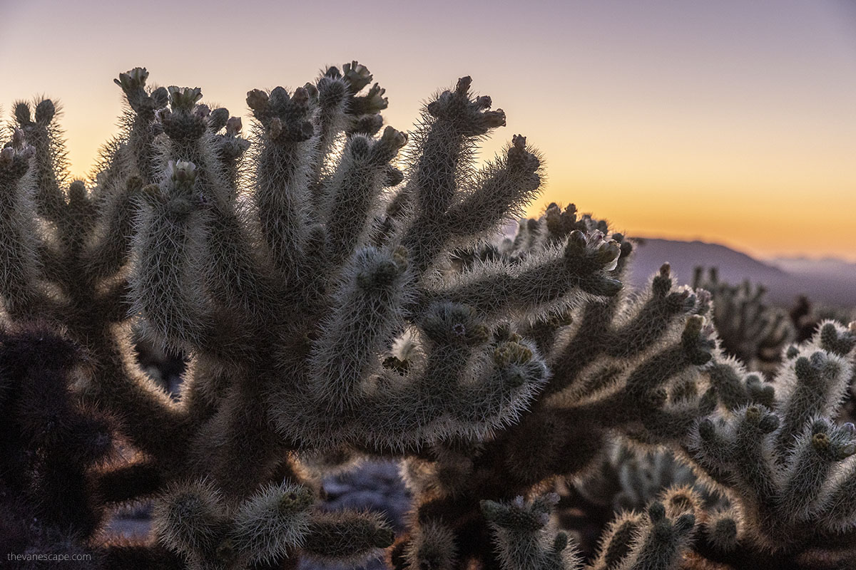 Sunset over cacti in Cholla Cactus Garden in Joshua Tree.