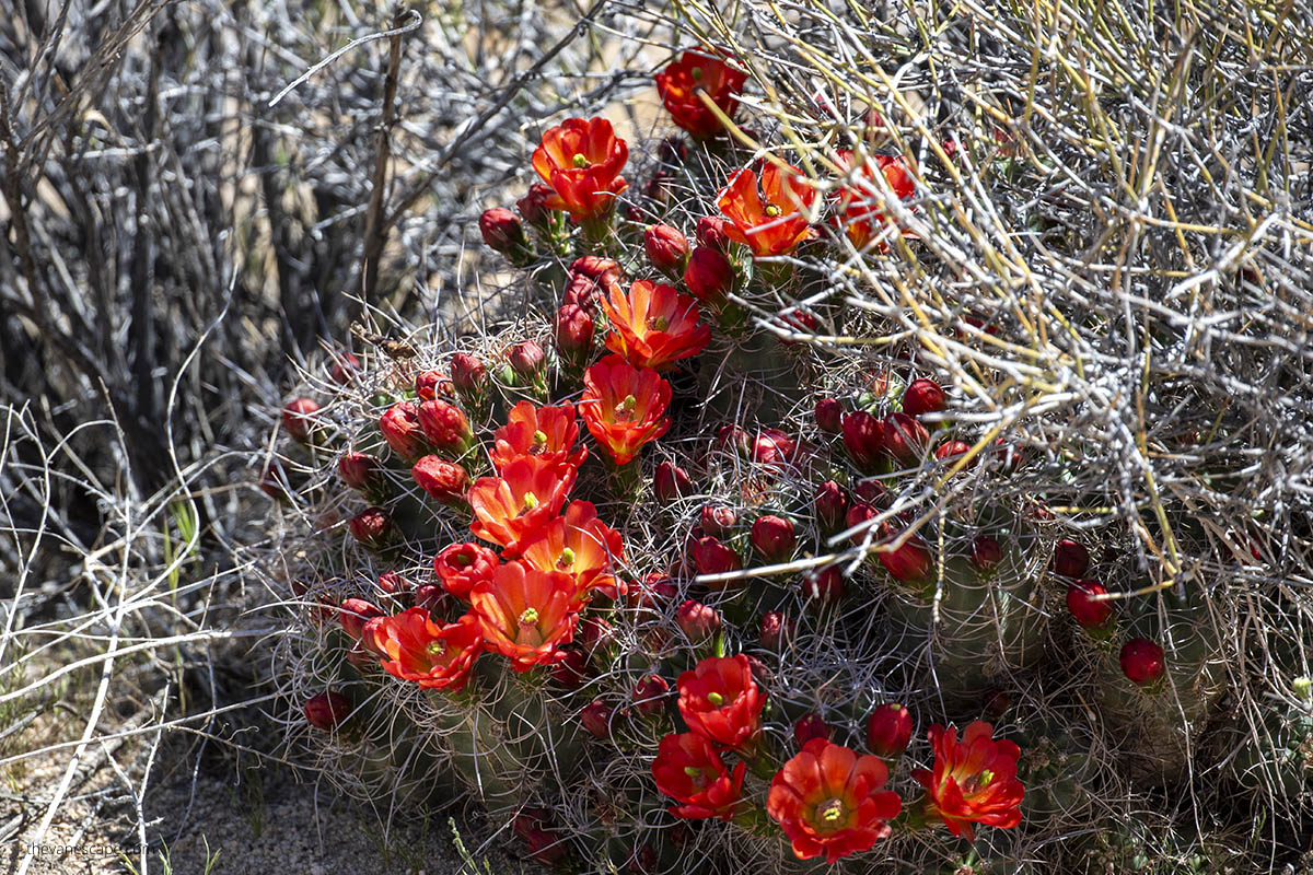 Blooming cacti in Joshua Tree.