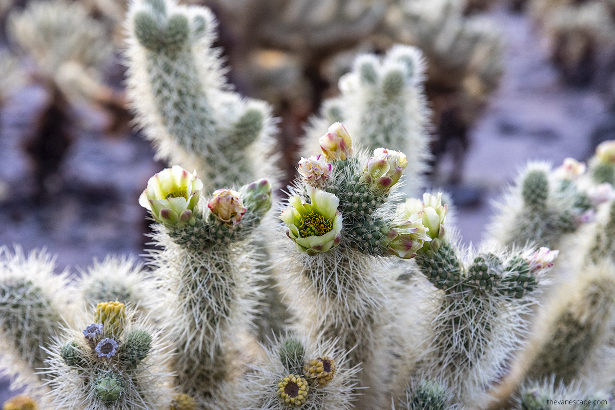 Blooming cacti in Spring in Joshua Tree National Park.