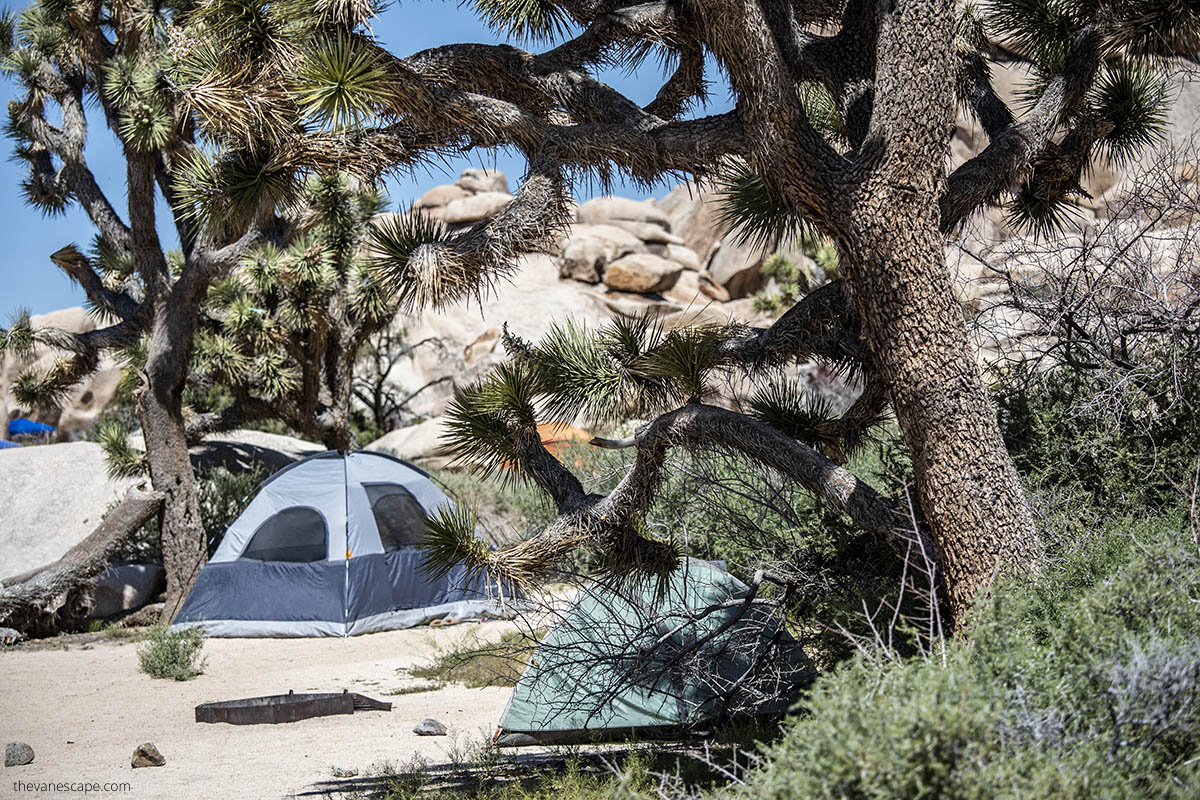 Tent camping in Joshua Tree.