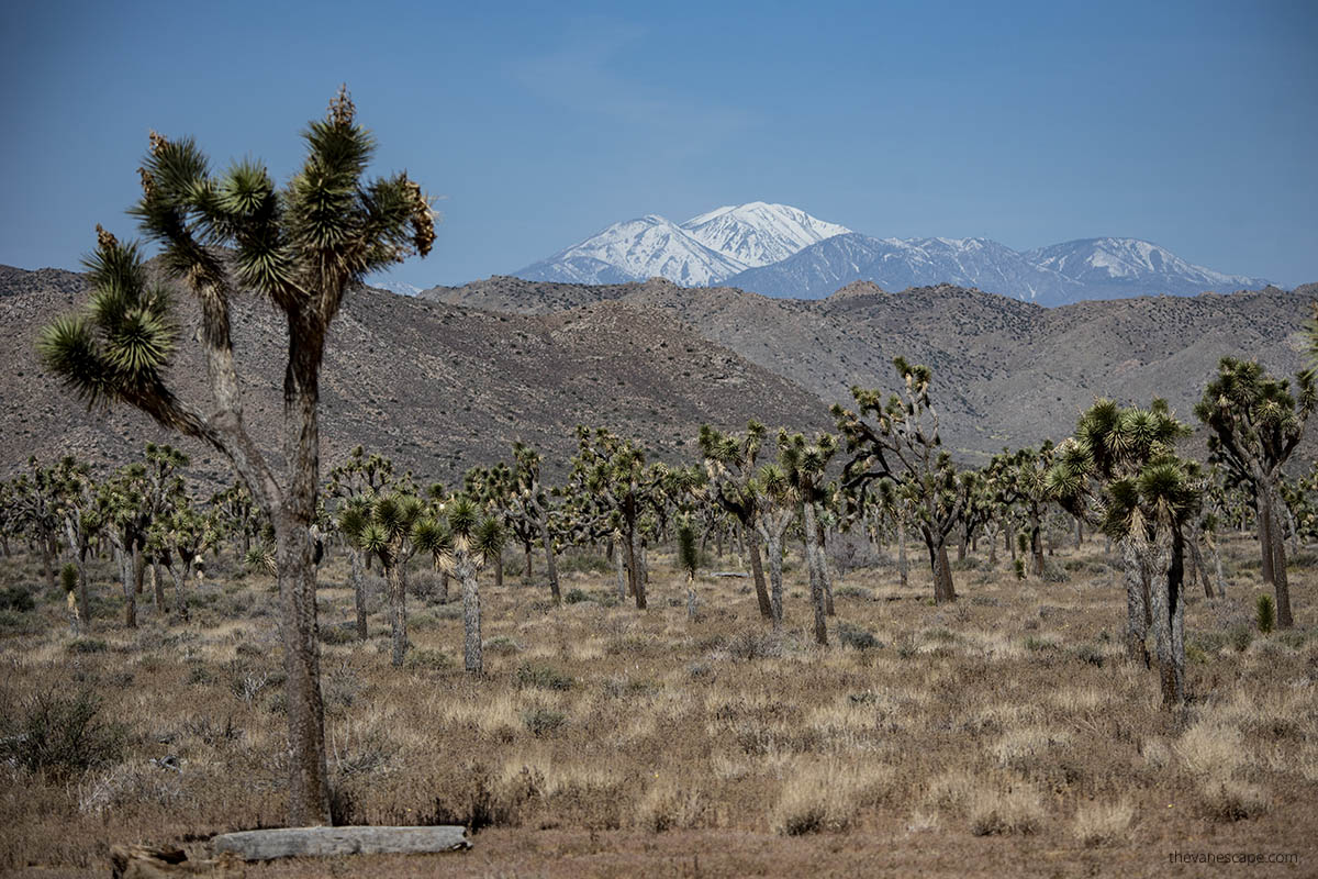 Summer in Joshua Tree.