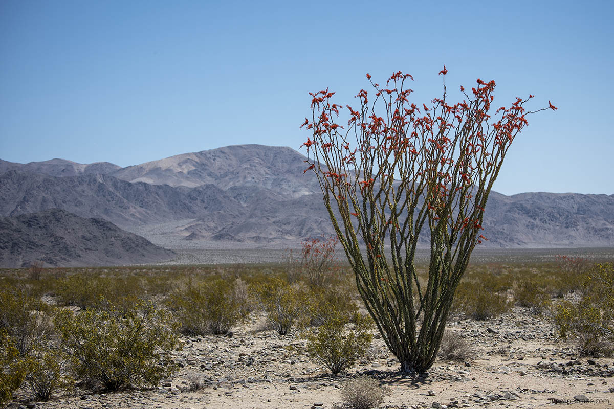 Desert view.