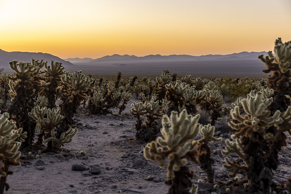 Sunset in Cholla Cactus Garden in Joshua Tree.